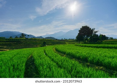 Beautiful morning view indonesia Panorama Landscape paddy fields with beauty color and sky natural light - Shutterstock ID 2312073963