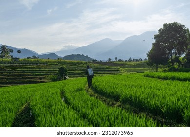 Beautiful morning view indonesia Panorama Landscape paddy fields with beauty color and sky natural light - Shutterstock ID 2312073965