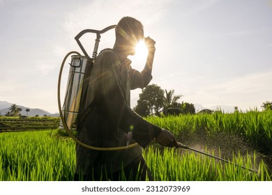 Beautiful morning view indonesia Panorama Landscape paddy fields with beauty color and sky natural light - Shutterstock ID 2312073969