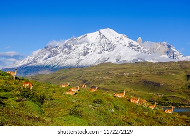 Beautiful morning view of mountain, river, and a group of guanacos at Torres del Paine National Park, Chile. 