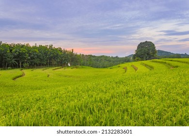 2 177 Beautiful Sunset Over A Paddy Field Images Stock Photos