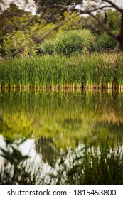 Beautiful Morning At Xochimilco Lake In Mexico City With Massive Plants Of  The Family Of The Juncaceae, Commonly Known As Cane, Rush Or Reed Reflecting On The Water. Nature Background.