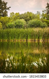 Beautiful Morning At Xochimilco Lake In Mexico City With Massive Plants Of  The Family Of The Juncaceae, Commonly Known As Cane, Rush Or Reed Reflecting On The Water. Nature Background.