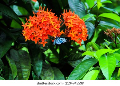 Beautiful morpho insects butterfly sitting on the flower. Closeup of ulysses butterfly collecting honey from the Chinese ixora flowers.