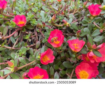 Beautiful Moss-rose purslane.- Portulaca grandiflora is a succulent flowering plant in the purslane family Portulacaceae, native to southern Brazil, Argentina. - Powered by Shutterstock