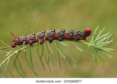 Beautiful Moth Larva On Grass With Selective Focus