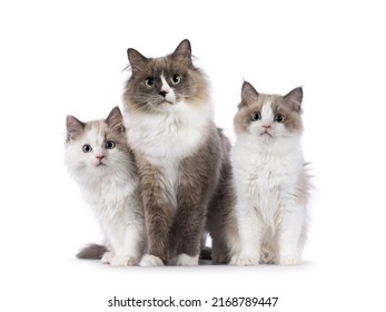 Beautiful mother with 2 cute mink Ragdoll cat kitten, sitting and standing beside each other facing front. Looking towards camera with aqua greenish eyes. Isolated on a white background. - Shutterstock ID 2168789447