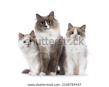 Beautiful mother with 2 cute mink Ragdoll cat kitten, sitting and standing beside each other facing front. Looking towards camera with aqua greenish eyes. Isolated on a white background.