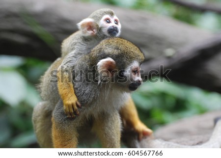 Beautiful mother and baby squirrel monkey in the wild.