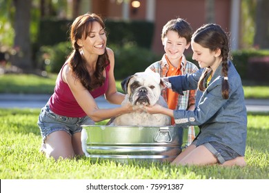 A Beautiful Mother, Son And Daughter Family Washing Their Pet Dog, A Bulldog Outside In A Metal Tub.