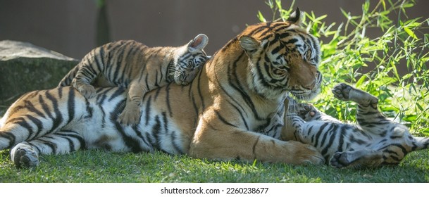 Beautiful mother tiger playing with her cubs. Tiger mothers will take care of their cubs for about two years. They are generally great mothers. This was taken from a close angle.