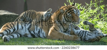 Beautiful mother tiger playing with her cubs. Tiger mothers will take care of their cubs for about two years. They are generally great mothers. This was taken from a close angle.