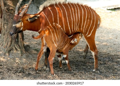 Beautiful Mountain Bongo With Its Baby.