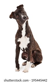 A Beautiful Mountain Cur Breed Dog Sitting While Looking At The Camera With A Tilted Head