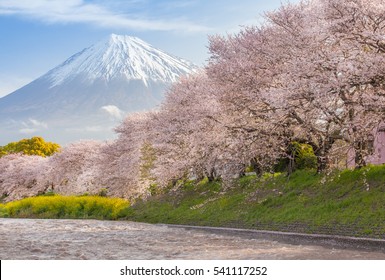 Beautiful Mountain Fuji And Sakura Cherry Blossom In Japan Spring Season

