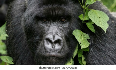 Beautiful Mountain Gorilla In Rwanda #visitRwanda