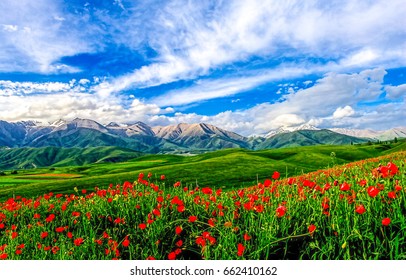 Beautiful Mountain Green Valley Poppies