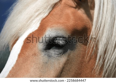 Similar – Image, Stock Photo humans in animals Horse