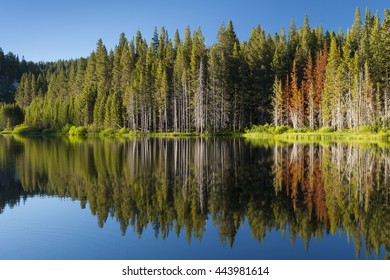 Beautiful mountain lake with tree line and reflections in the Tahoe Basin