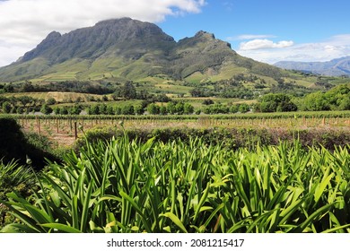 The beautiful mountain landscape of the Franschoek wine lands in the Western Province of South Africa - Shutterstock ID 2081215417