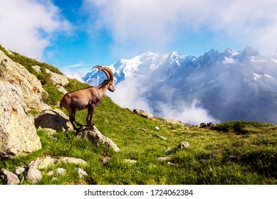 Beautiful mountain landscape with mountain goat in the French Alps near the Lac Blanc massif against the backdrop of Mont Blanc.