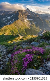 Beautiful mountain landscape in spring time with blooming flowers and mountains in the background, sun day, Vysoke Tatry, High Tatras Slovakia - Shutterstock ID 2155901525
