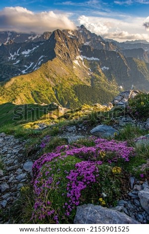 Beautiful mountain landscape in spring time with blooming flowers and mountains in the background, sun day, Vysoke Tatry, High Tatras Slovakia [[stock_photo]] © 