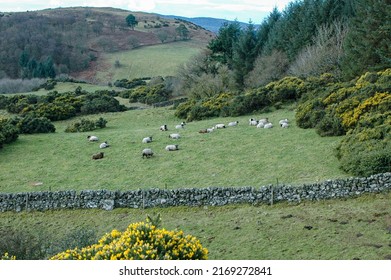 Beautiful mountain pasture scene with blackface sheep and a stone wall