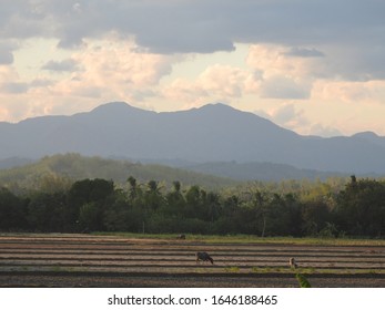 Beautiful Mountain Range And Farm Land