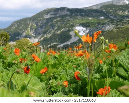 Beautiful mountain view with orange wild flowers