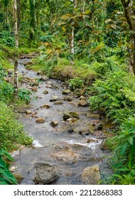 A Beautiful Mountainous Stream Deep Inside The Forest.