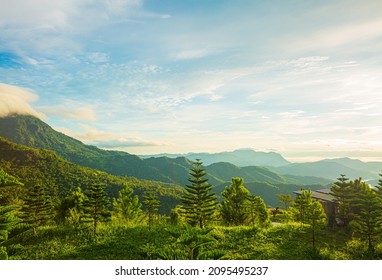 beautiful mountains and pines,View of mountains and pines in spring,Aerial View On Spacious Pine Forest At Sunrise,mountain and pine view