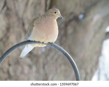 A Beautiful Mourning Dove Perched On A Shepherds Hook.