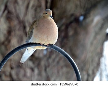 A Beautiful Mourning Dove Perched On A Shepherds Hook.