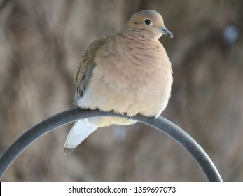 A Beautiful Mourning Dove Perched On A Shepherds Hook.