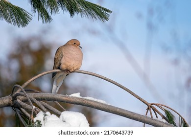 A beautiful mourning dove is perched on the branch of a pine tree on a cold and frisky winter day.  Animal Portrait. Background. Animal. Alert. Amusing. Avian. Fauna. Bird. Canada. Birding. Animalia.