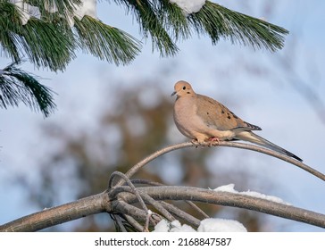 Beautiful mourning dove sitting on a pine tree branch on a cold winter day