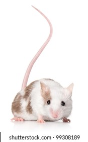 Cute Baby Mouse Stock Photos Images Photography Shutterstock