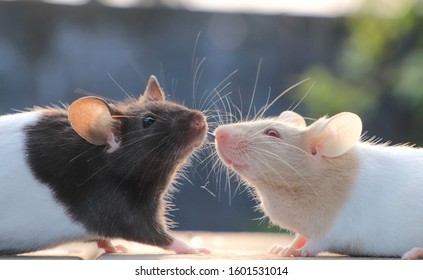 Beautiful Mouse Love HD Wallpaper