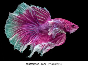 Beautiful movement of Pink purple betta fish, Fancy Halfmoon Betta, The moving moment beautiful of Siamese Fighting fish, Betta splendens, Rhythmic of Betta fish isolated on black background.