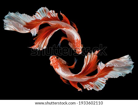 Beautiful movement of red betta fish, Two Fancy Halfmoon Betta, The moving moment beautiful of Siamese Fighting fish, Betta splendens, Rhythmic of Betta fish isolated on black background.