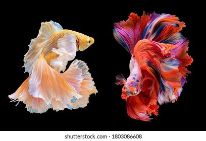 Beautiful movement of red and yellow Betta, Siamese fighting fish, Two betta fish are fighting, Betta splendens, Half moon Betta fish isolated on black background. - Powered by Shutterstock