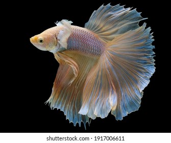 魚 ヒレ の画像 写真素材 ベクター画像 Shutterstock