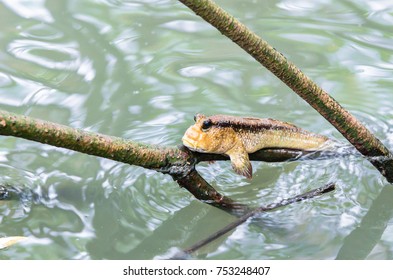 Beautiful Mudskipper Fish (Boleophthalmus Boddarti) Climbing On Tree Branch.