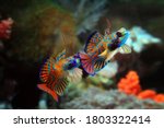 Beautiful multi color mandarin fish, mandarin fish fighting, two male mandarin fish closeup, Mandarinfish or Mandarin dragonet