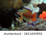 Beautiful multi color mandarin fish, mandarin fish fighting, male mandarin fish closeup, Mandarinfish or Mandarin dragonet