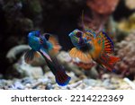 Beautiful multi color mandarin fish, mandarin fish fighting, two male mandarin fish closeup, Mandarinfish or Mandarin dragonet