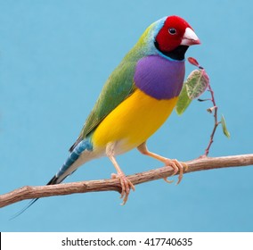 Beautiful multi colored Gouldian finch bird from Australia - Powered by Shutterstock