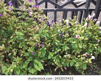 Beautiful multi colored tiny flowers