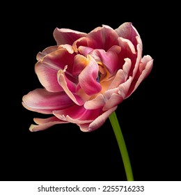 Beautiful multicolor tulip with green stem isolated on black background, red, white, purple colors. Close-up studio photography. - Powered by Shutterstock